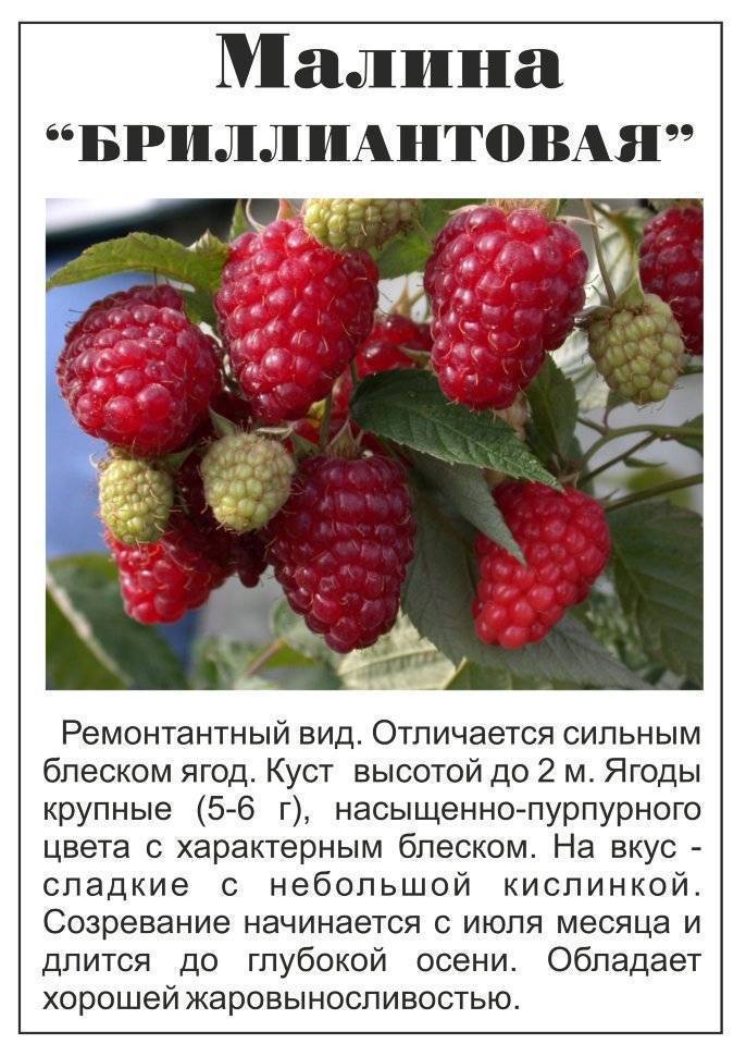 Мой неправильный опыт выращивания ремонтантной малины. уход, урожай, сорта. фото — ботаничка.ru