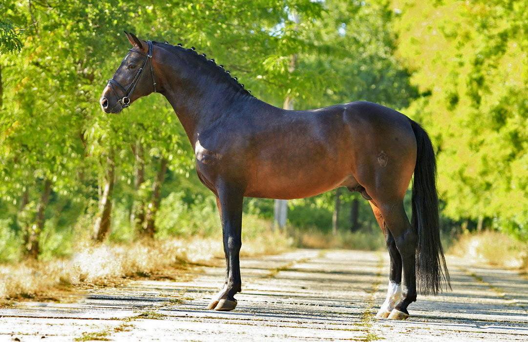 Чистокровная верховая лошадь: история, характеристики, экстерьер коней