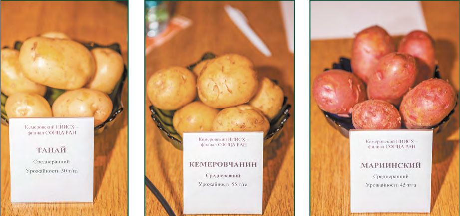 Сорт картофеля кемеровчанка фото и описание