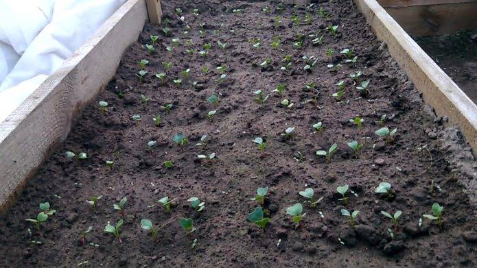 Когда и как сажать редис весной в открытый грунт, выращивание и уход