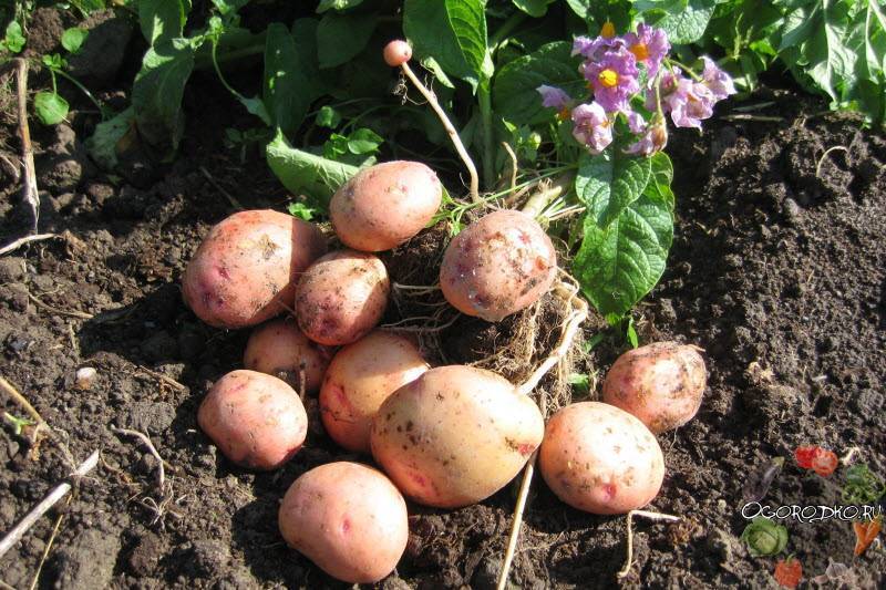Урожайный картофель для сибири: 9 лучших сортов по отзывам дачников