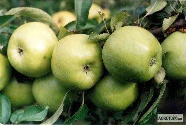 Сорт яблок семеренко — описание, польза, посадка и выращивание