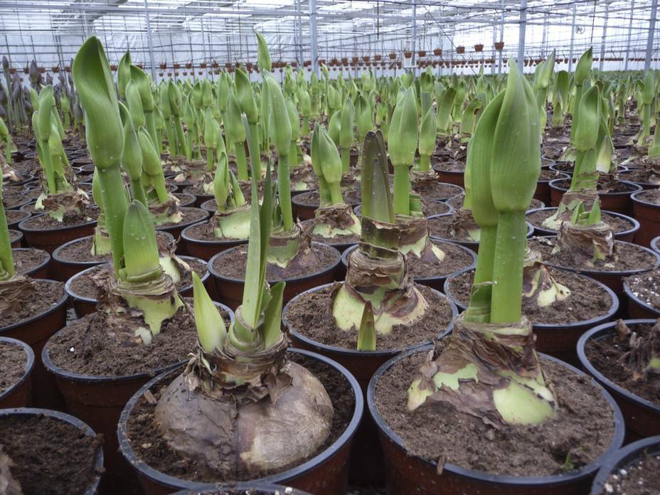 Выращивание тюльпанов в теплице к 8 марта как бизнес: подробности технологии > видео + фото