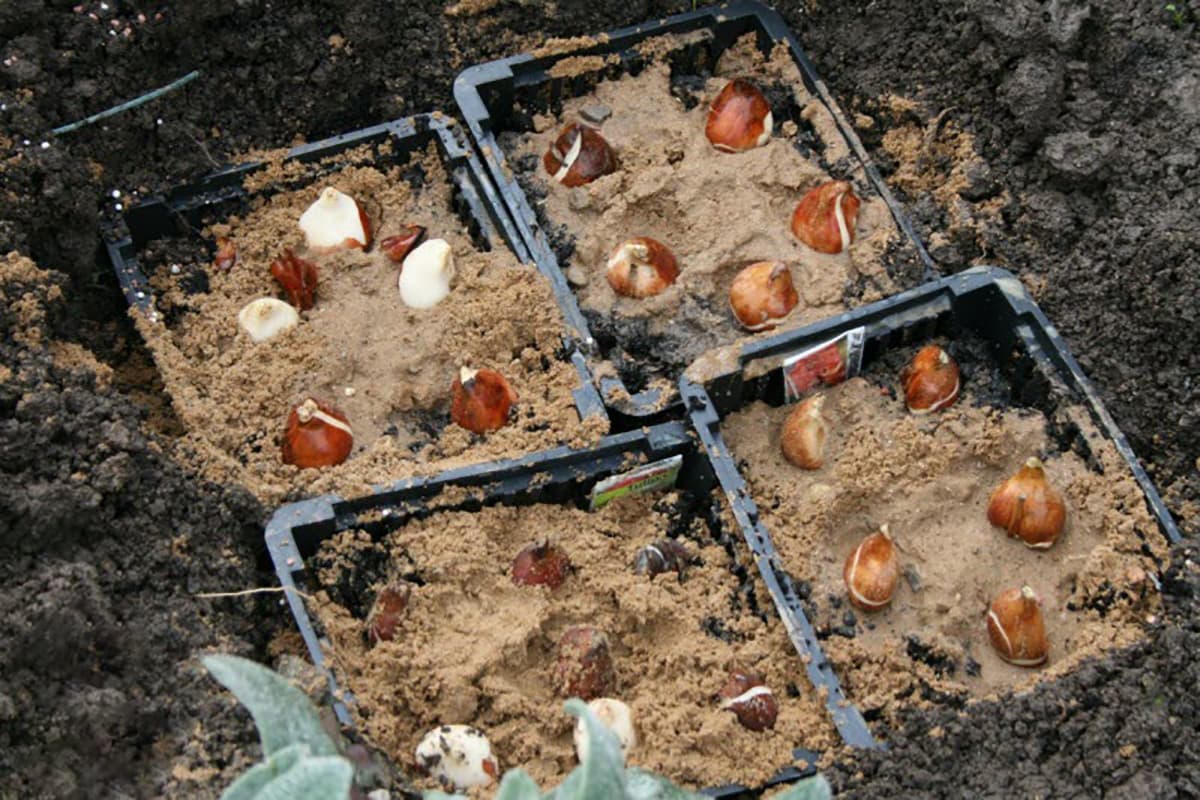 Правила посадки тюльпанов осенью в Подмосковье