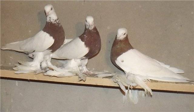 Что представляют собой узбекские голуби