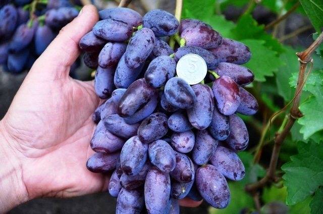 Общая характеристика винограда ромбик