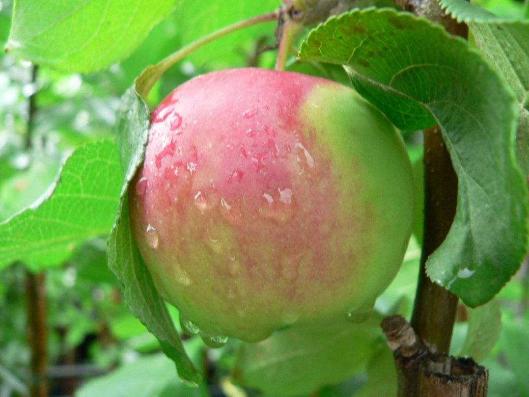 Сорта яблок уэлси фото с описанием