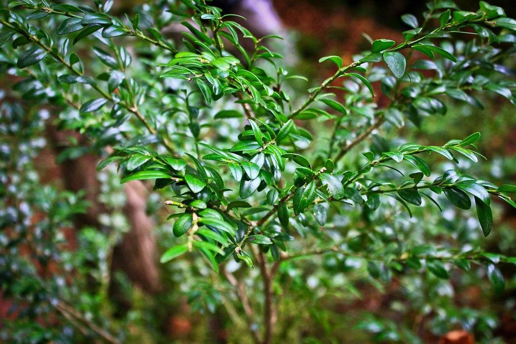 Расти вид. Самшит колхидский. Самшит колхидский (Buxus colchica). Самшит колхидский дерево. Самшит колхидский Сочи.