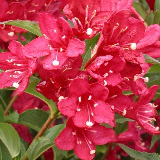 Вейгела цветущая ред принц (florida red prince) — описание кустарника, посадка и уход в открытом грунте, фото, использование в ландшафтном дизайне