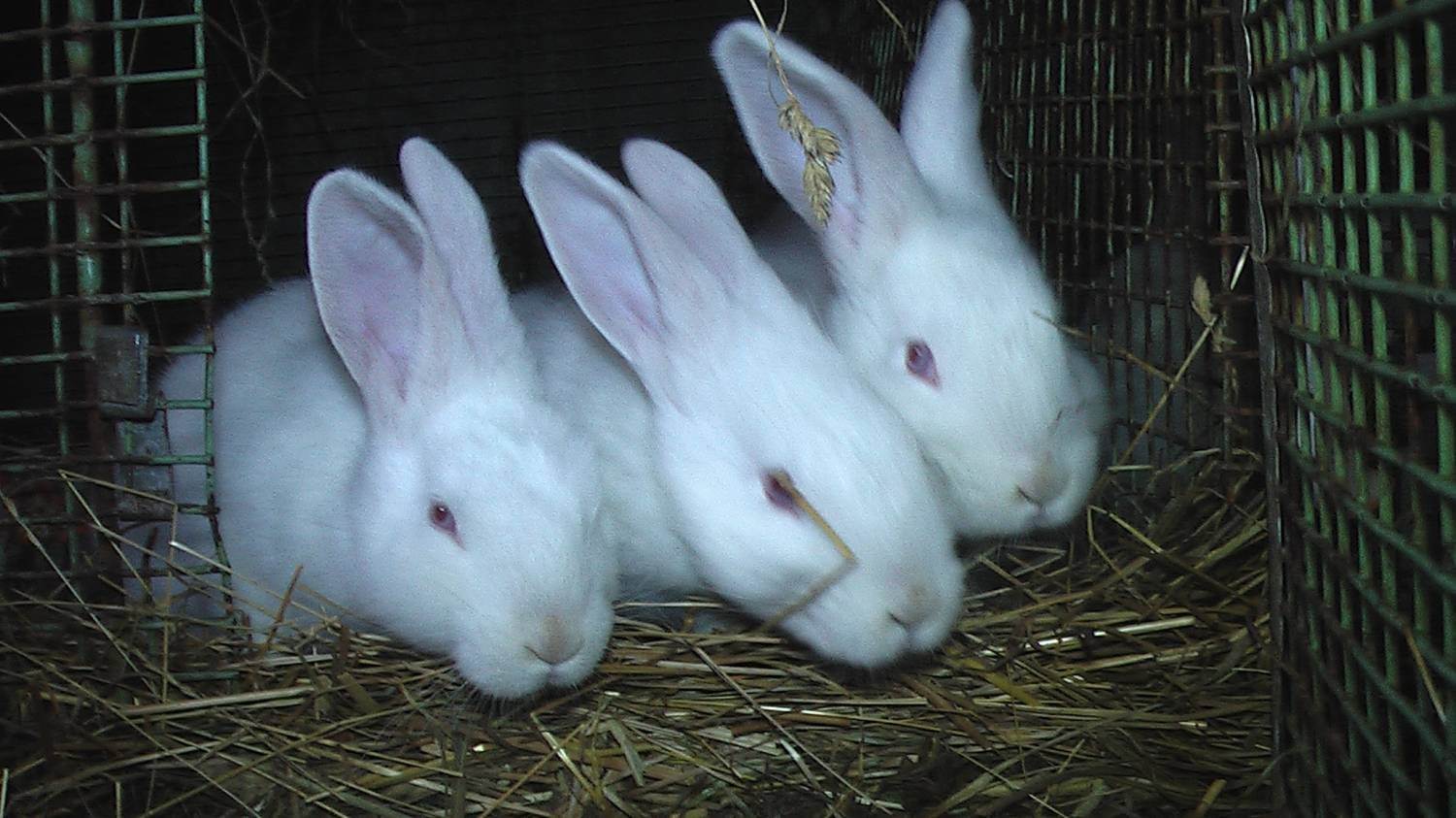 Кролик породы белый паннон: описание, разведение и уход - блогфермера