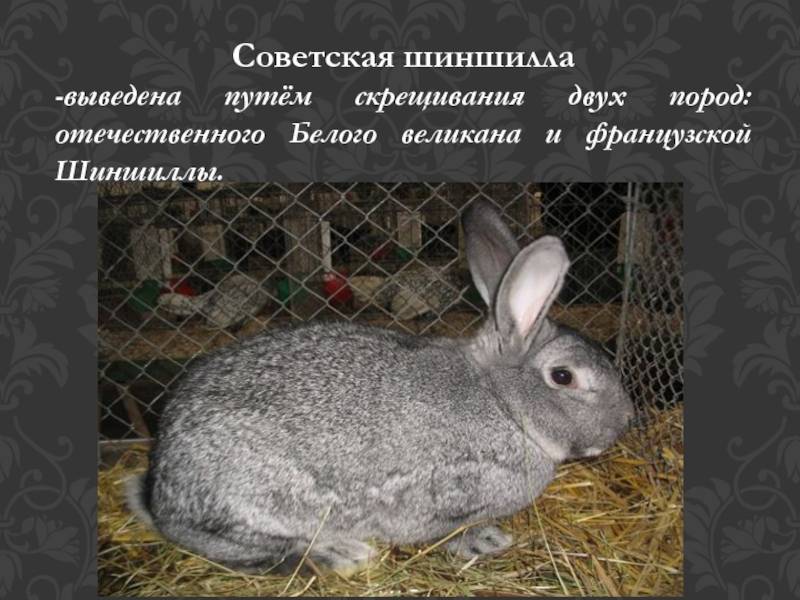 Кролики породы шиншилла: описание, уход, содержание и разведения