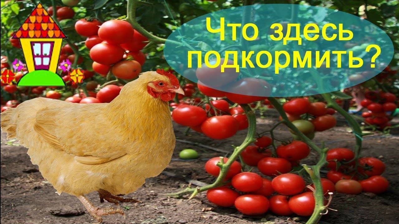 Куриный помет для помидор ?: как подкормить помидоры куриным пометом, приготовить, как удобрять, подкормка томатов, как использовать удобрение, можно ли поливать открытый грунт, в теплице, как настаивать | qlumba.com