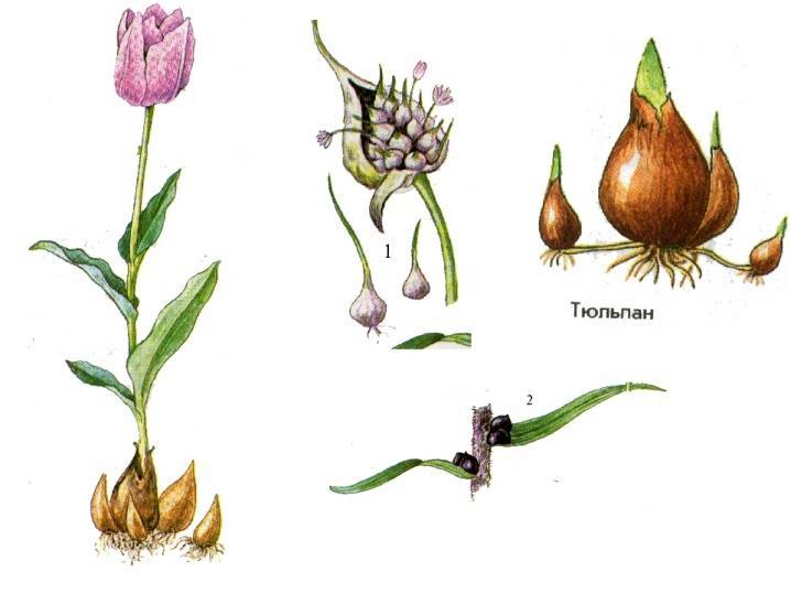 Как размножаются тюльпаны при помощи луковиц и что об этом нужно знать