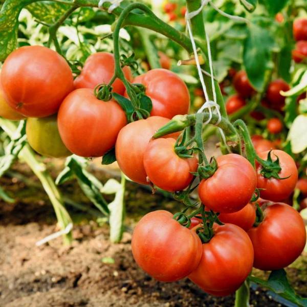 Кладоспориоз томатов: 69 фото и методов борьбы с заболеванием