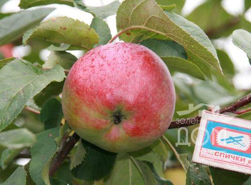 Сорта опылители для яблони краса свердловска