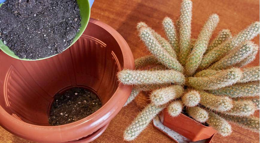 Как пересадить кактус - пошаговая инструкция, советы и нюансы