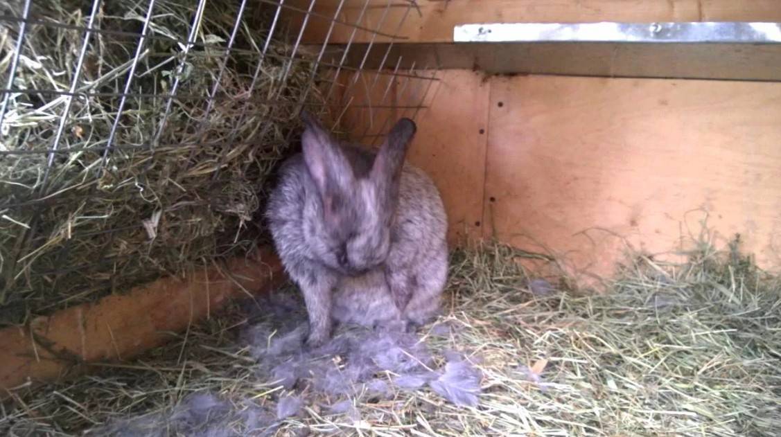Сколько крольчат рожает крольчиха за один раз, как делает гнездо, почему рвет пух, а также подготовка и уход после родов