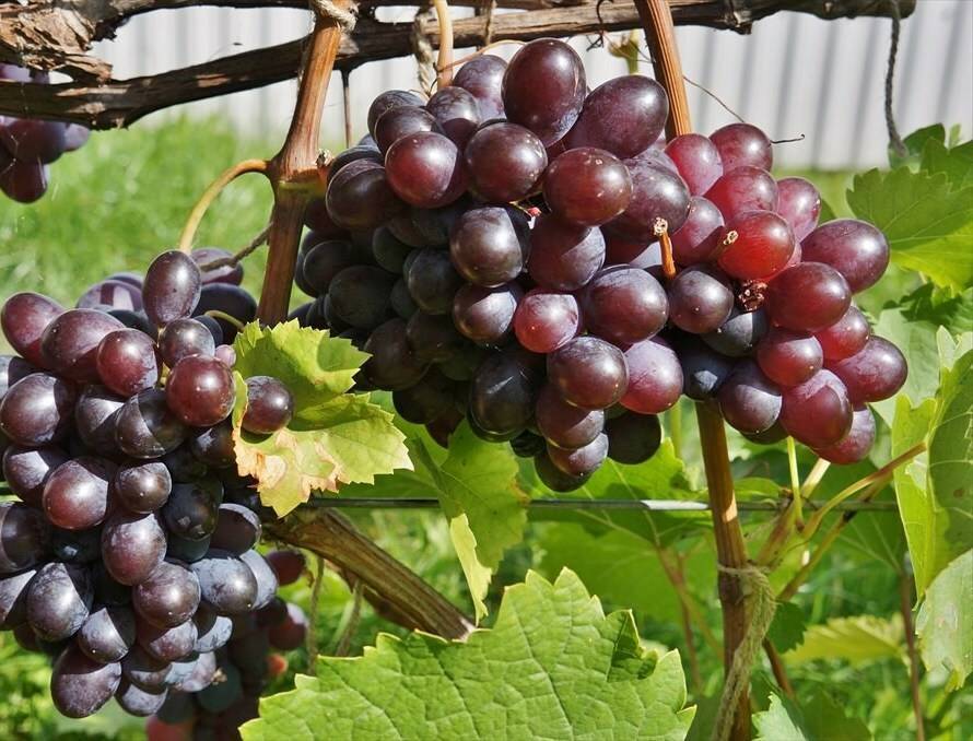 Сорта винограда для самарской области с фото и описанием неукрывные