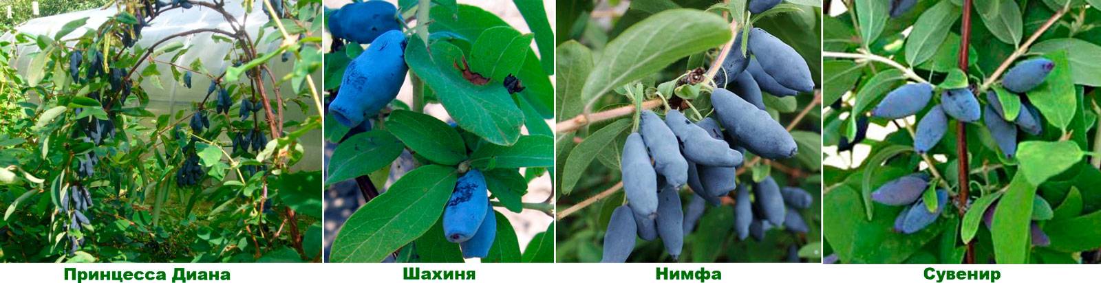 Фитолакка ягодная. посадка, размножение, уход, сорта, фото на supersadovnik.ru