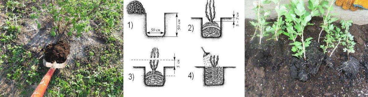 Крыжовник расстояние. Схема посадки крыжовника. Размер ямы для посадки крыжовника весной. Размер ямы для крыжовника. Размеры посадочной ямы для крыжовника.