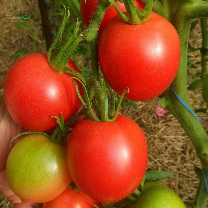 Сорт помидор с пипочкой фото и описание