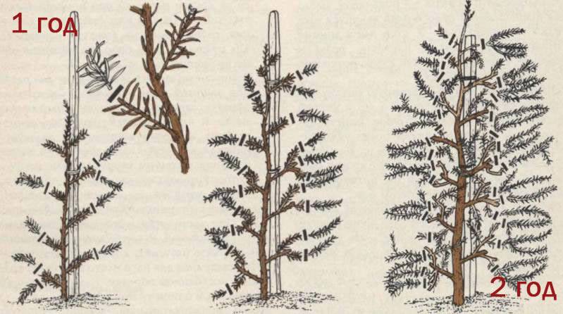 Схема обрезки ели обыкновенной для густоты