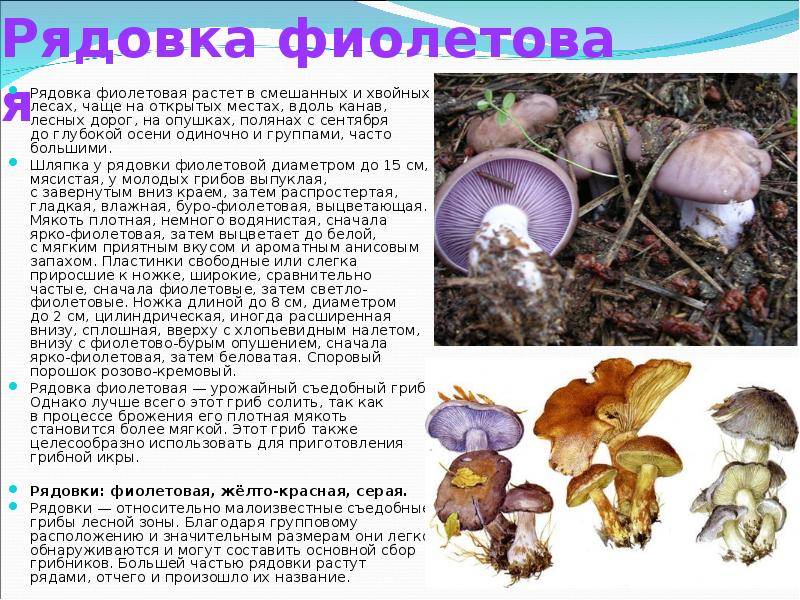 Рядовка: описание и фото, где растет и когда собирать