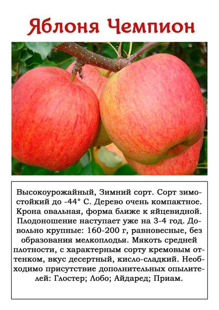 Лучшие красные сорта яблок с описанием и фото