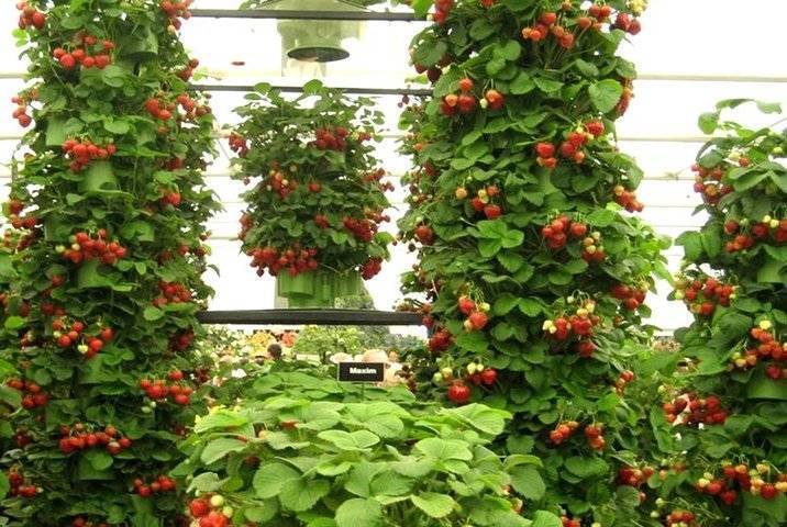 Особенности и эффективность выращивания клубники в мешках