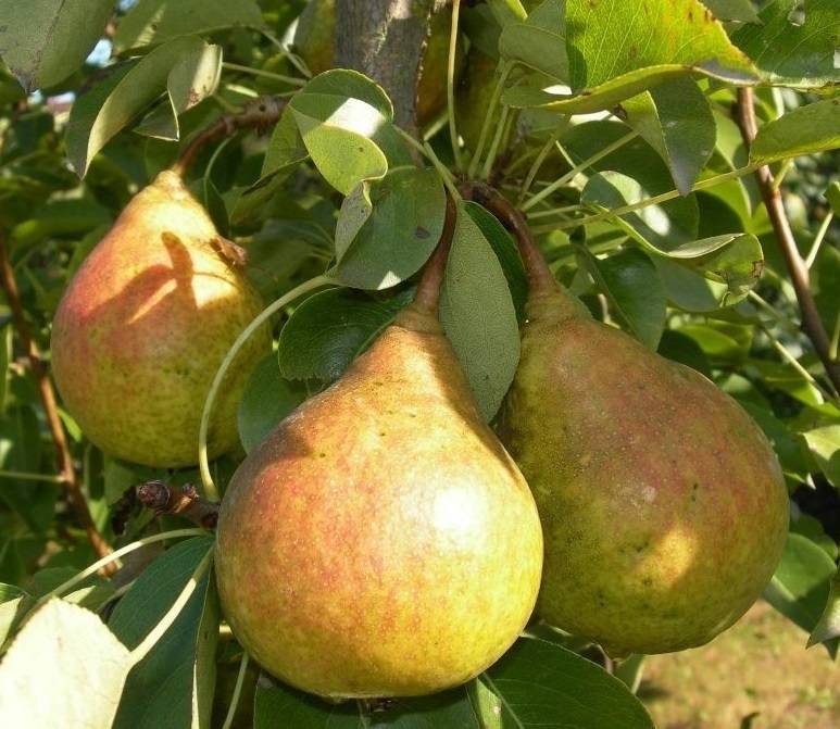 Груша "памяти яковлева": описание сорта, отзывы, посадки и уход + фото