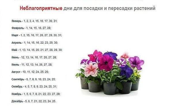 Посадка и пересадка фиалок в 2021 году по лунному календарю: благоприятные дни, уход