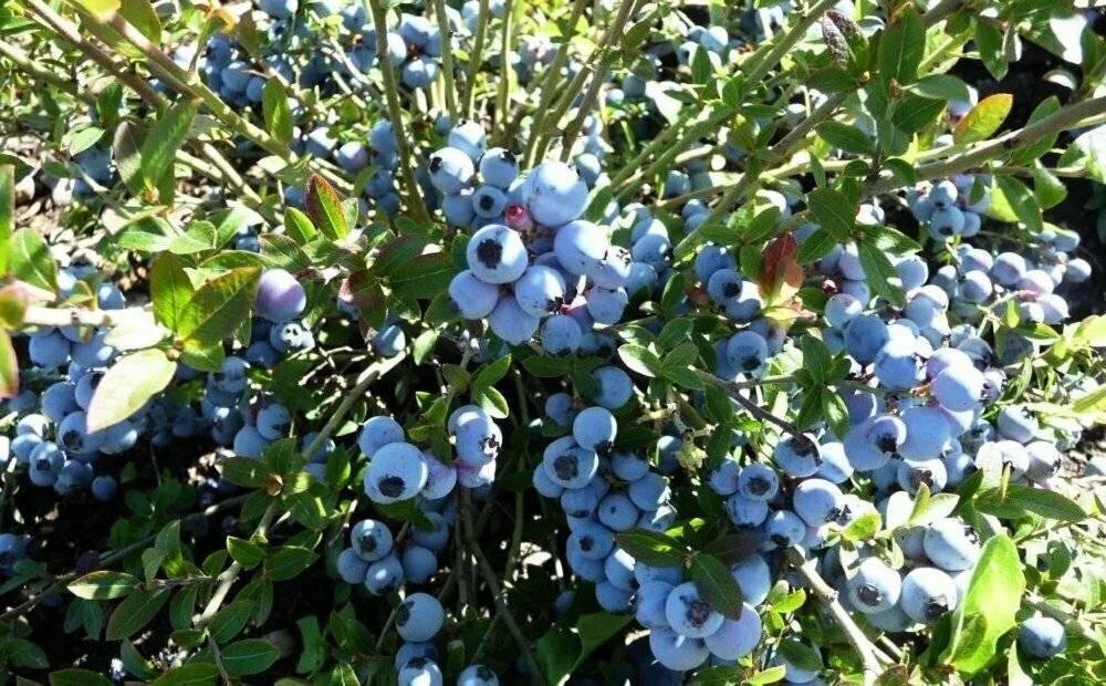 Сорта голубики – нортланд. выращивание на приусадебном участке - сад ботаника