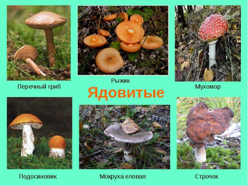 Рыжики – царские грибы русского леса + видео