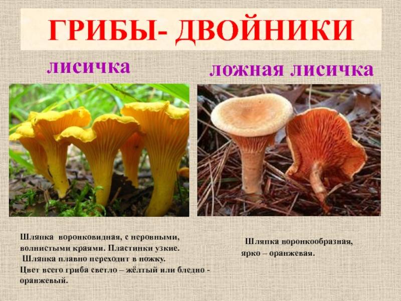 Грибы и их двойники: какие грибы стоит собирать, а какие нет! | огородники