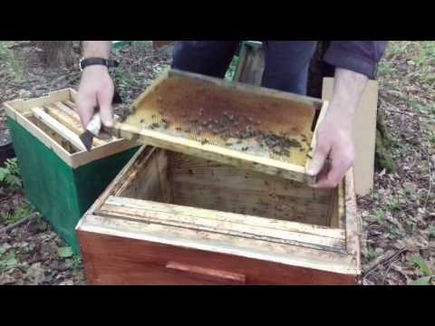 Пчелопакеты: что это такое, фото, виды, содержание