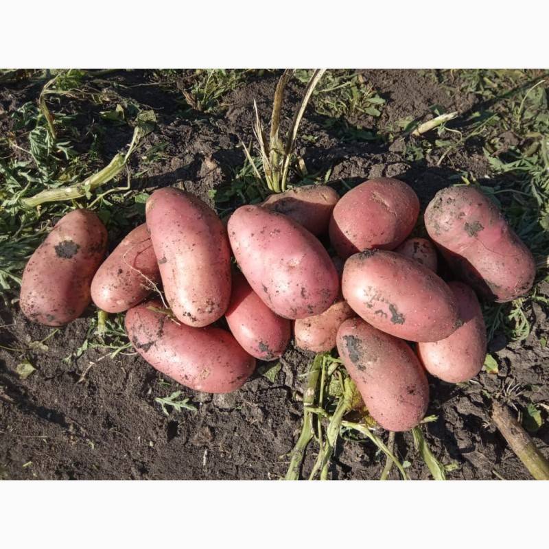 Сорт картошки ривьера: описание, характеристики, как вырастить в домашних условиях