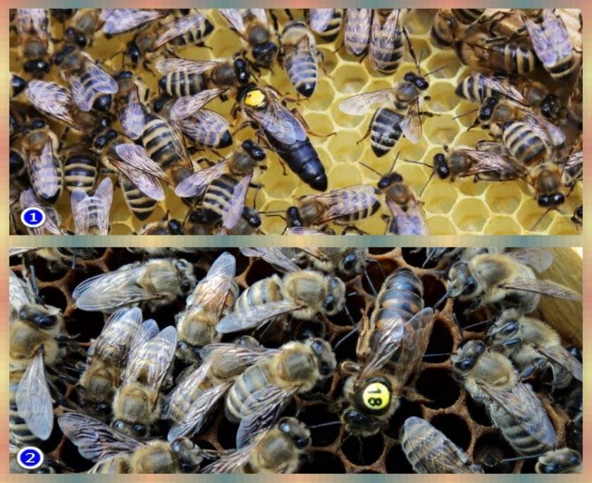 Карпатка (карпатская пчела): особенности, пчеломатка, пчелопакеты, отзывы