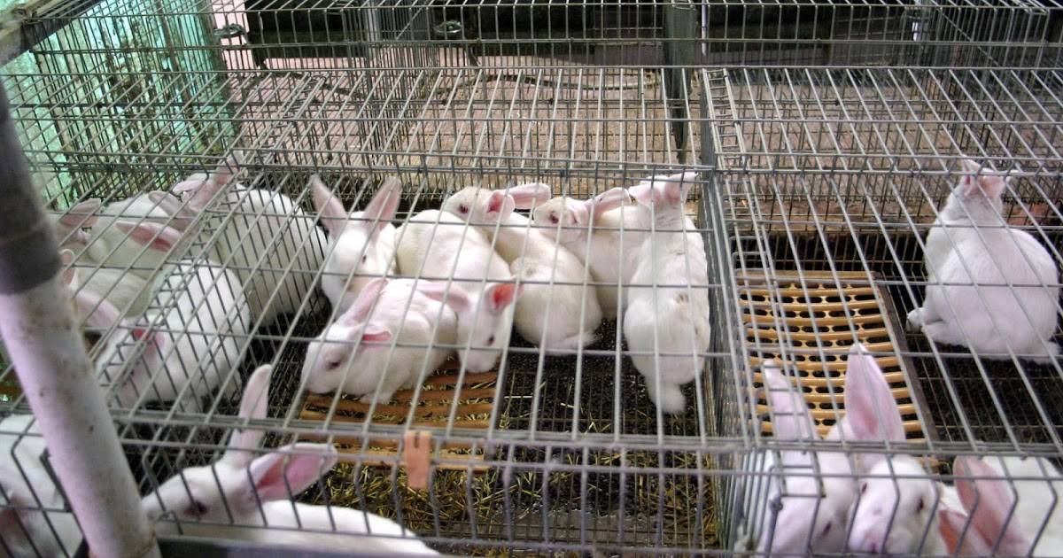 Бизнес-план мини-фермы по разведению кроликов