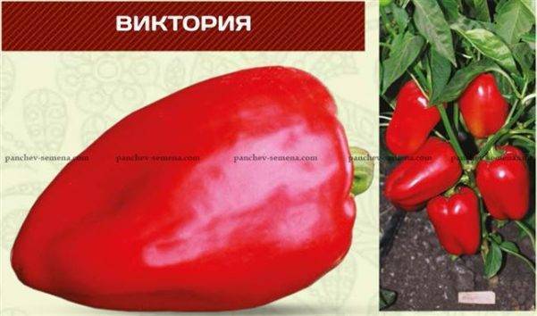 Описание перца виктория - дневник садовода semena-zdes.ru