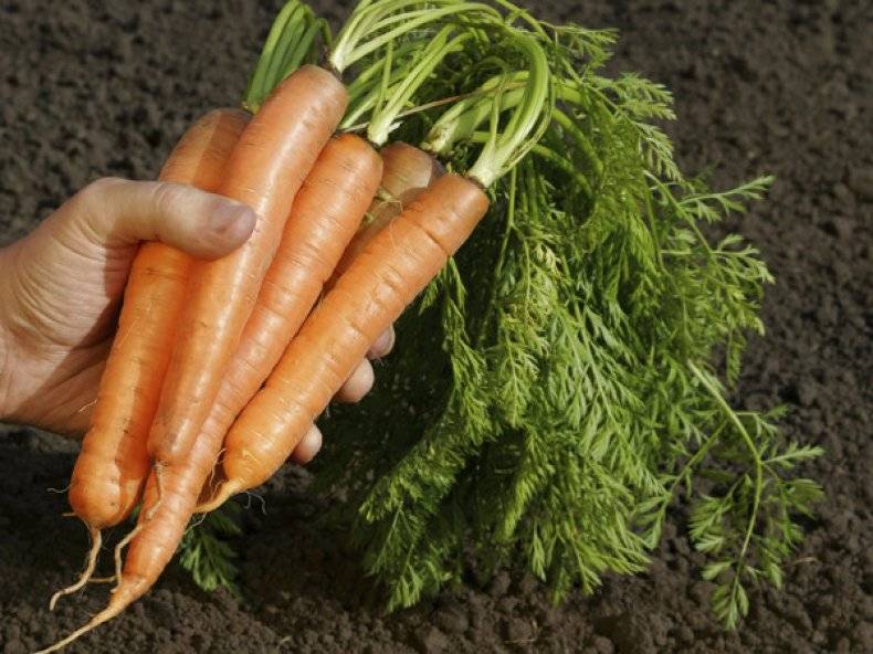 Чем подкормить морковь в августе: какие удобрения выбрать для открытого грунта, для роста