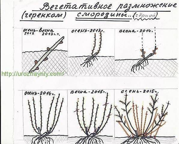 Схема посадки смородины на участке