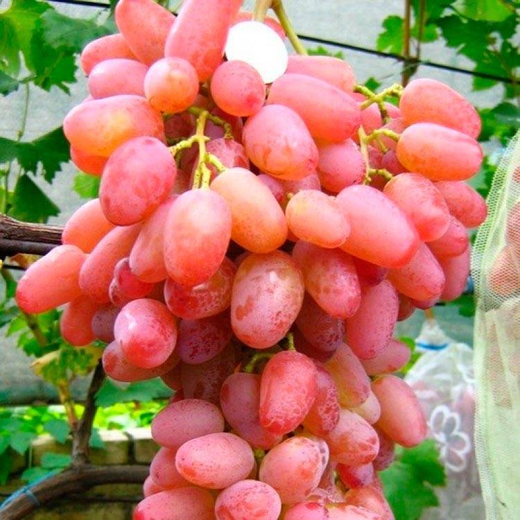 Виноград ягуар: описание сорта, фото, отзывы