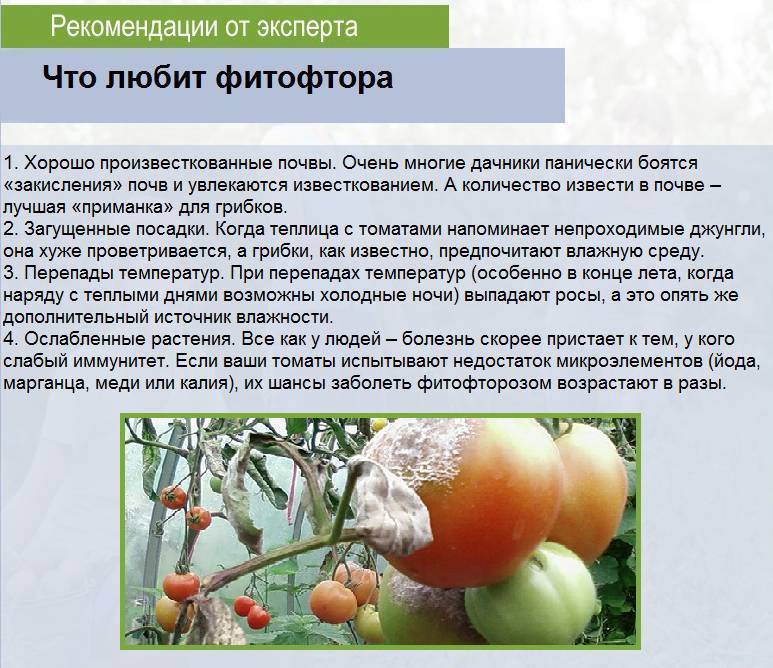 Фитофтора на помидорах как бороться в открытом грунте народными средствами