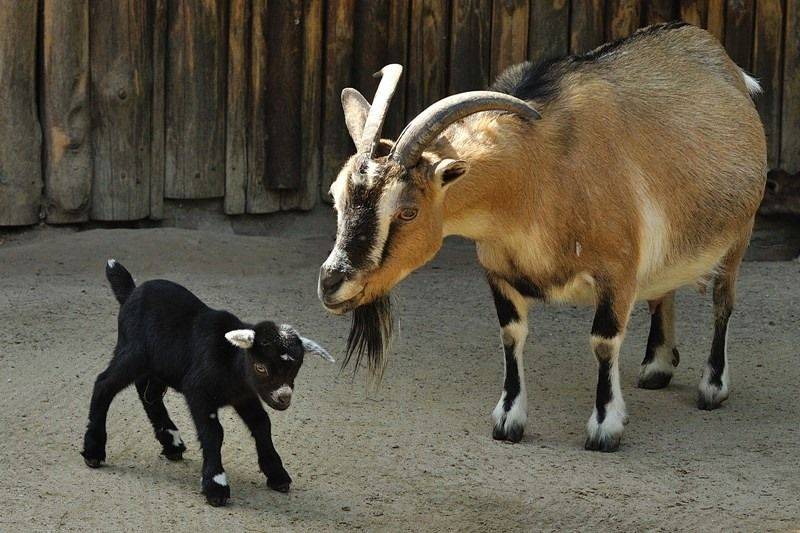 Как вырастить здоровых козлят камерунских коз с высокой молочной продуктивностью?