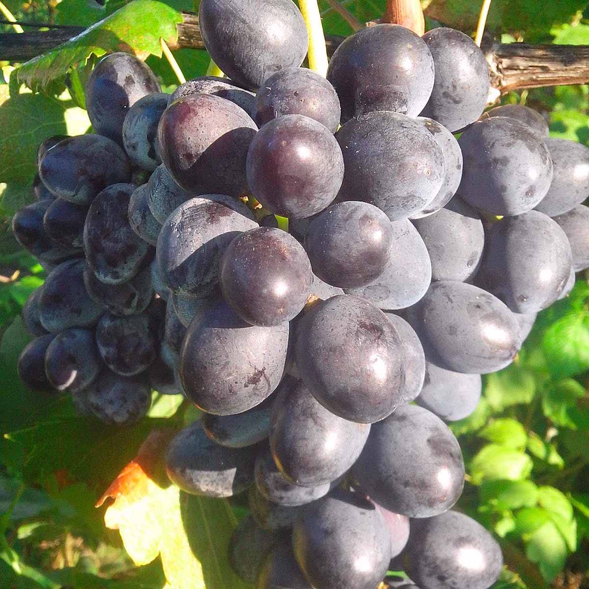 Виноград гала: описание и характеристики сорта, история селекции, особенности выращивания