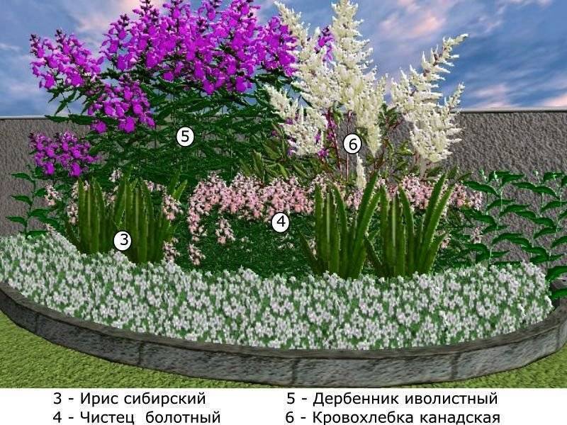 Круглая клумба из многолетников непрерывного цветения фото