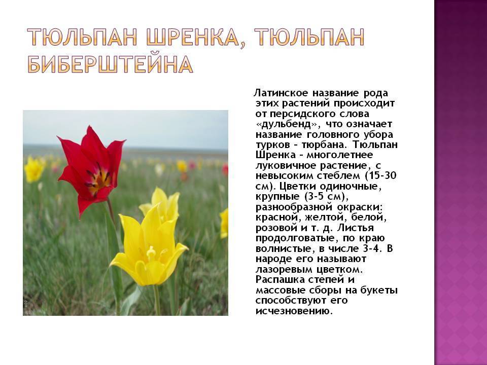 Тюльпан шренка: описание, где растет, почему занесен в красную книгу, фото