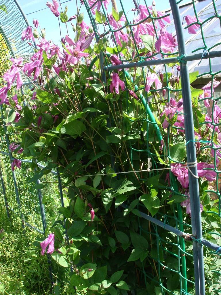 Клематисы для сада, сорта и их особенности. клематис аленушка: описание, выращивание, уход
