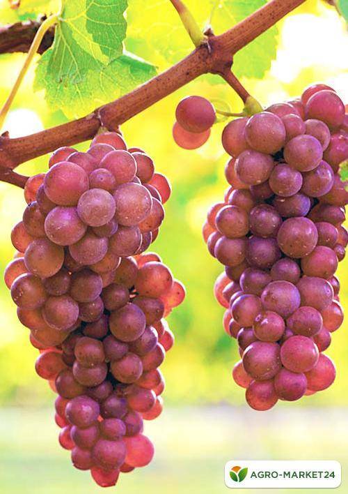 Виноград лидия: описание сорта, отзывы садоводов, фото урожая, особенности выращивания, посадка и уход, обрезка, подкормка, урожайность