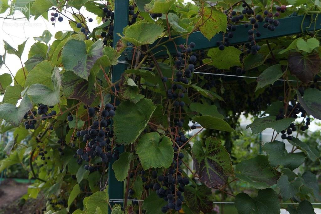 ✅ виноград амурский таежный. всё о винограде сорта таежный - живой-сад.рф